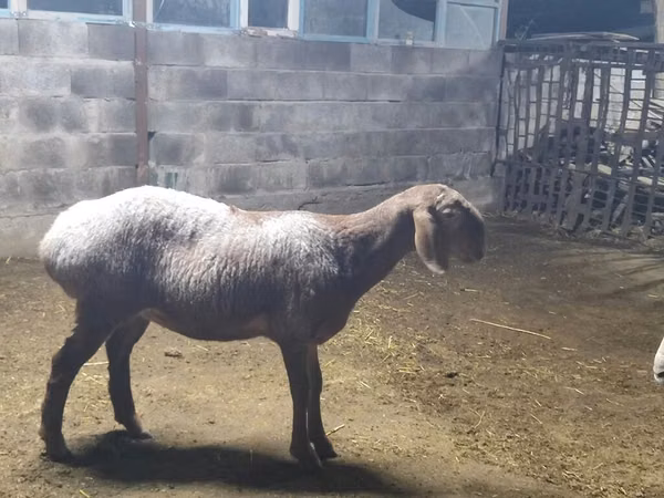 Sheep, Sheep — Kyrgyzstan