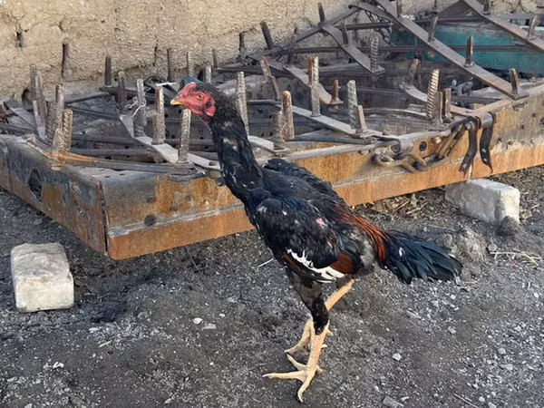 Chickens