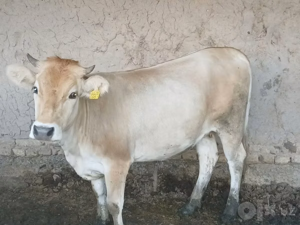 Krowa, Simmental cattle