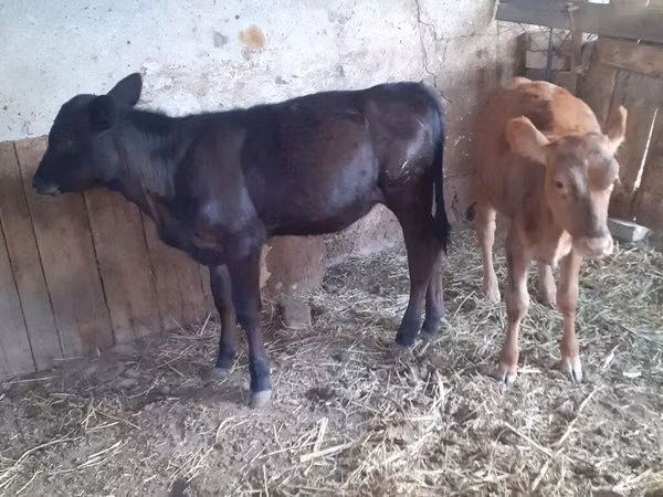 Cow, Cattle — Kyrgyzstan