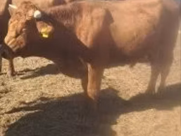 Bull, Limousin cow — Hungary