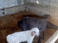 Sheep, Sheep — photo 2