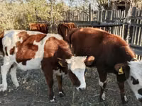 公牛, Simmental cattle — 照片 1