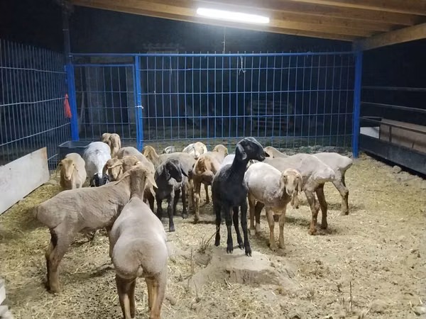 Sheep, Katum sheep — Kyrgyzstan