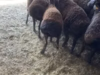 Ram, Edilbay sheep — photo 3