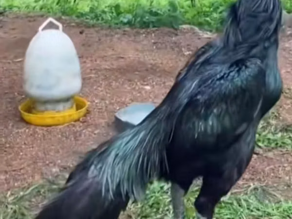 Chickens — Azerbaijan