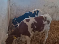 公牛, Cattle — 照片 5