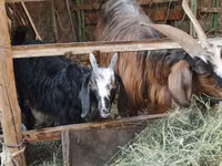 Capra, Alpine goat — foto 3