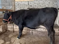 Cow, Alatau breed — photo 3