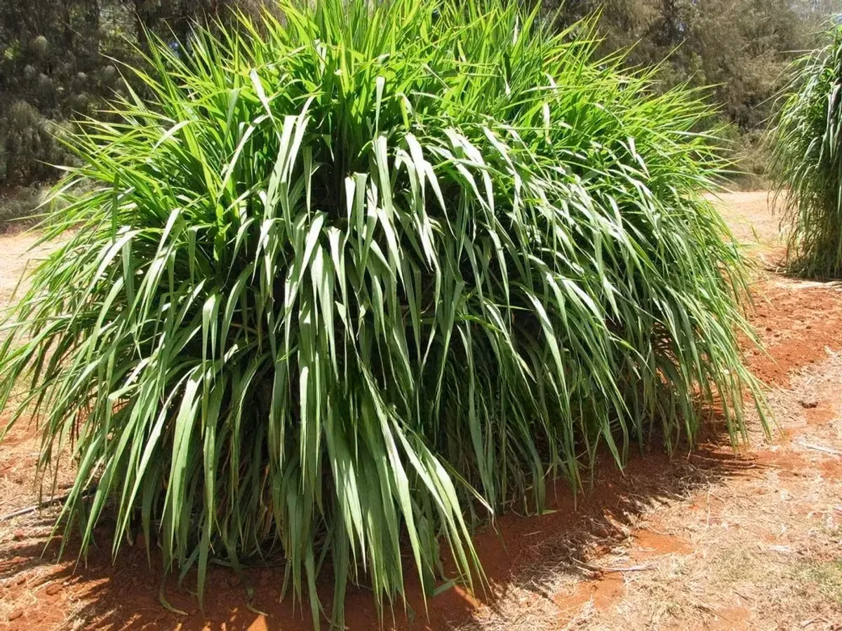 Napier Grass for Goat, Sheep's, Catle, Rabit, Grasscuter Etc