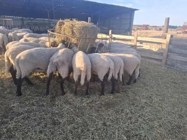 Sheep, Sheep — Hungary