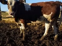 Krowa, Simmental cattle — zdjęcie 1