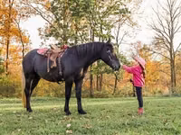 Horse (M), Hunter — photo 1