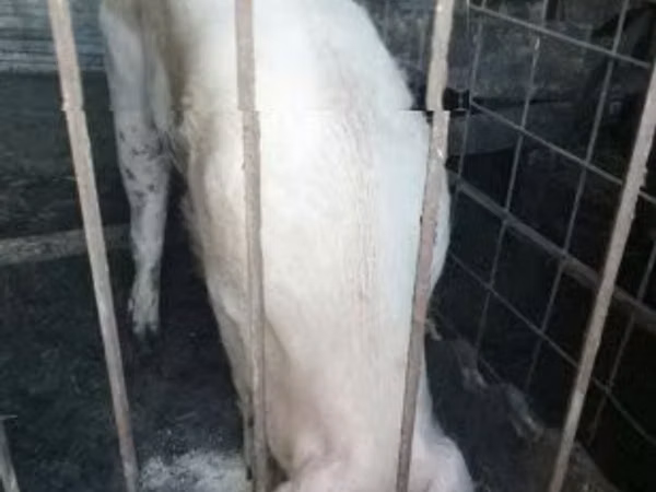Boar,  — Hungary