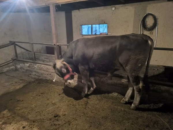 Toro, Ganado vacuno