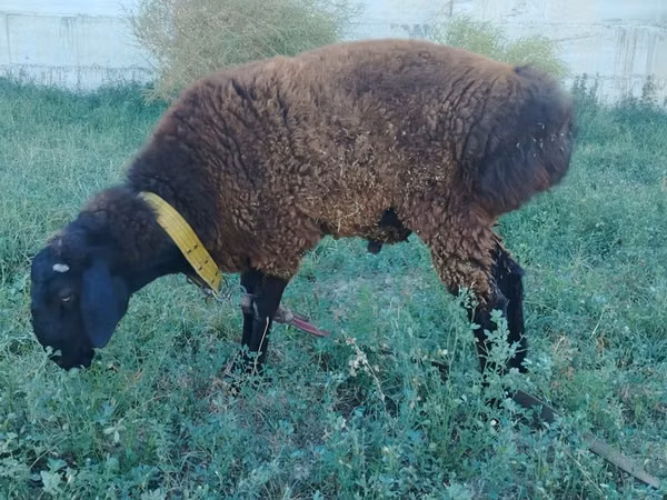 Ram, Qashqai sheep — Uzbekistan