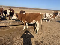 Vaca, Simmental cattle — foto 2