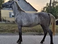 Mare, Horses — photo 2