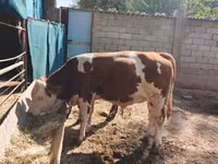 Býk, Simmental cattle — foto 3