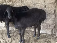 Kambing jantan, Sheep — foto 1