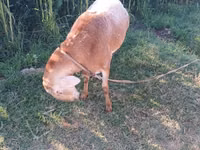 Ram, Edilbay sheep — photo 6