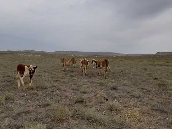 Vache, Simmental cattle — Kazakhstan