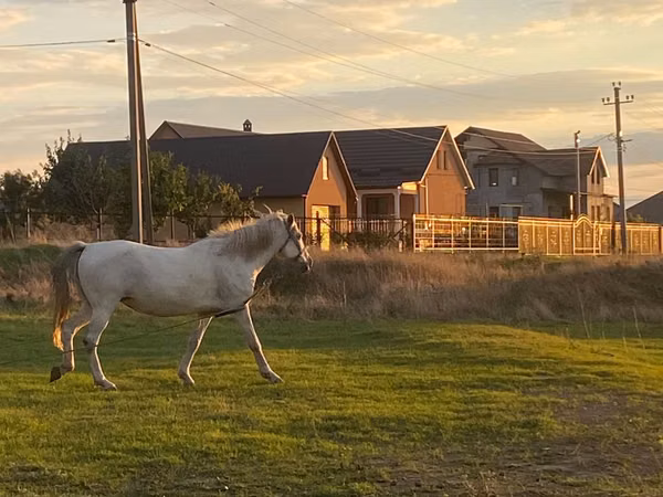 Mare, Horses — Moldova