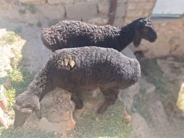 Ram, Sheep — Uzbekistan