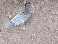 Ducks — foto 1