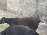 Vædder, Rhon sheep — foto 3