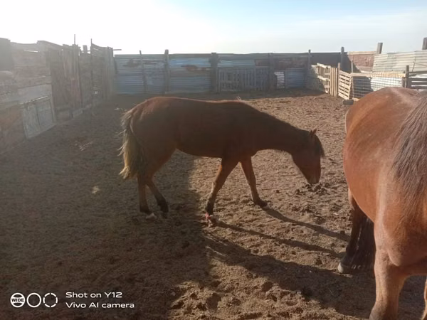 Kůň, Koně — Kazachstán