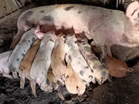 Boar, Pigs — photo 4