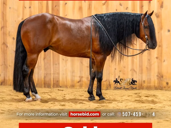 Άλογο, Quarter Horse