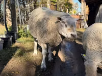 Kambing jantan, Texel sheep — foto 3