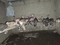 Turkeys — ছবি 1