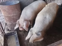 Vepar, Свиње — fotografija 5