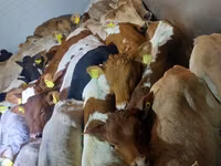 Sığır (parti, cinsiyet belirtilmedi), Simmental cattle — foto 3