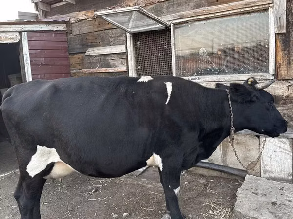 Cow, Russian Black pied cattle — Kazakhstan