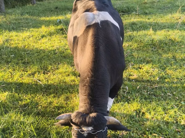 公牛, Russian Black pied cattle — 吉尔吉斯斯坦