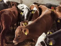 Toro, Simmental cattle — foto 5