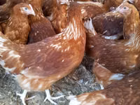 Chickens — foto 1