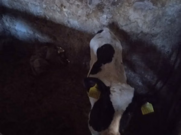 सांड, Russian Black pied cattle — पोलैंड