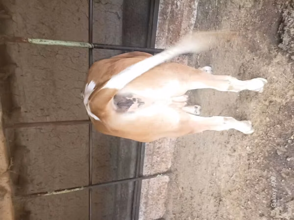 Cow, Ayrshire — Kyrgyzstan