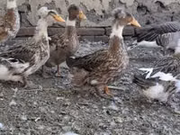 کاکل‌دار — عکس 5