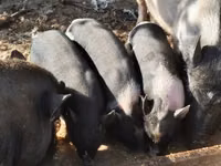 Sow, Pigs — photo 4
