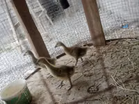 Geese — รูปภาพ 4