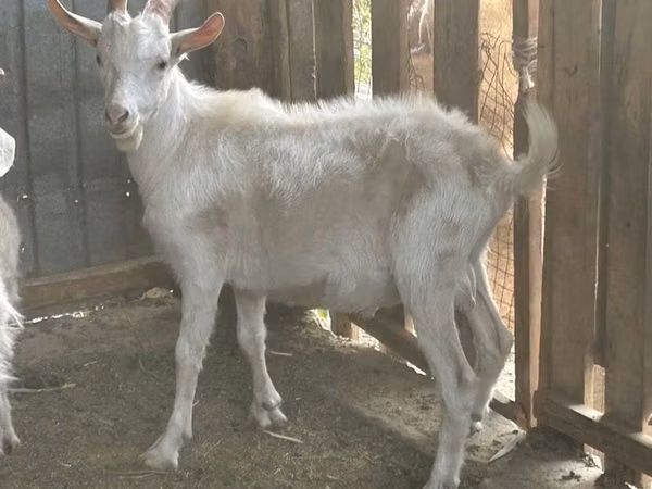 Бузғола, Saanen goat
