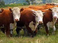 Cow, Latvian Blue cattle — photo 2