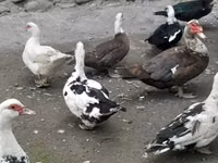 Ev Muskovisi — foto 4