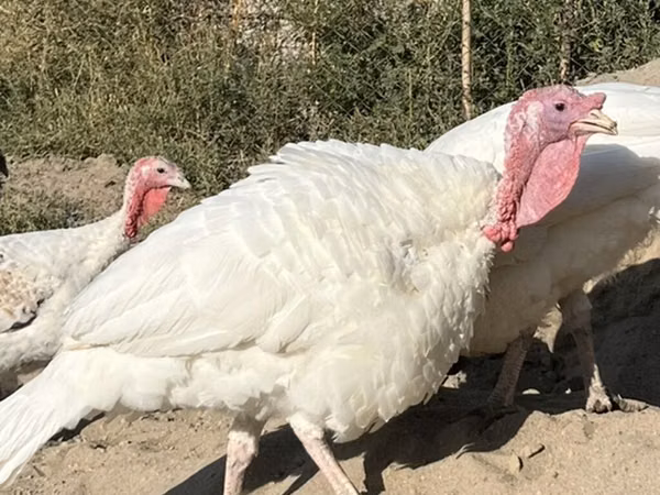 Hybrid Converter — Kyrgyzstan